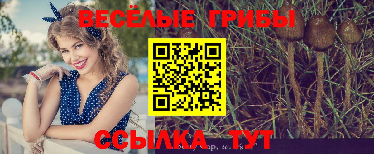 где найти наркотики  Вход с VPN  Псилоцибиновые грибы мухоморы  Клинцы  Псилоцибиновые грибы Cubensis 